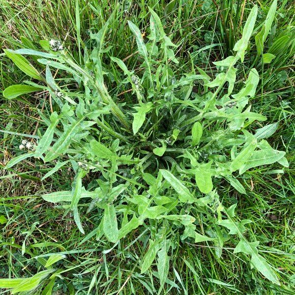 Crepis biennis Leaf