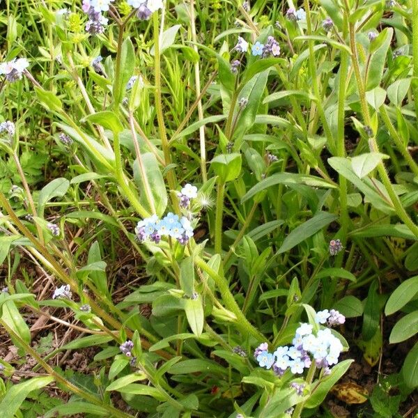 Myosotis discolor Hábito