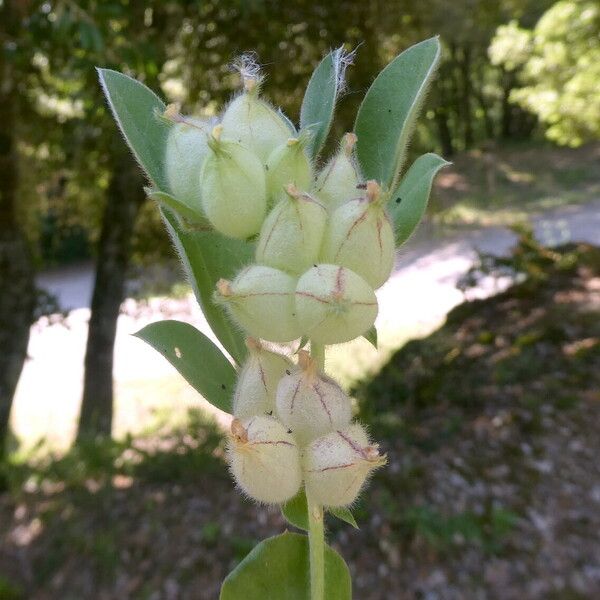 Tripodion tetraphyllum 果実