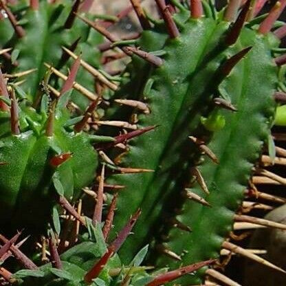 Euphorbia aggregata Leaf