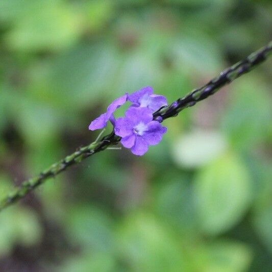 Stachytarpheta urticifolia Flor