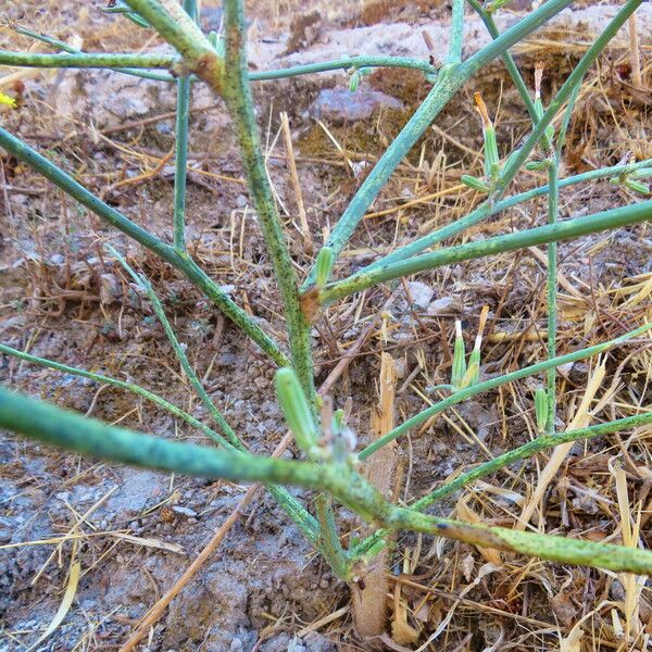 Chondrilla juncea Blad