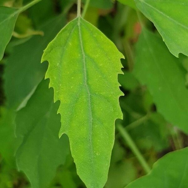 Chenopodium giganteum ᱥᱟᱠᱟᱢ