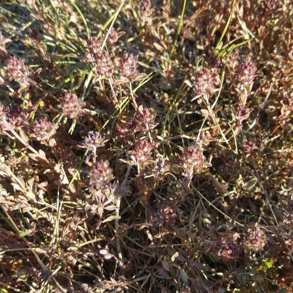 Trifolium scabrum Flower