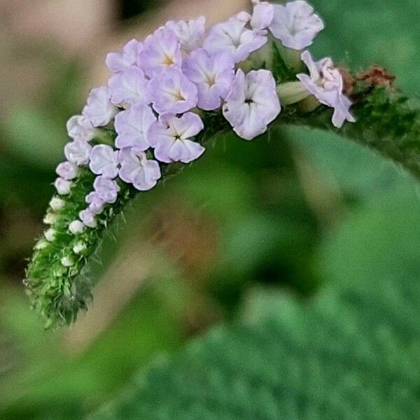 Heliotropium indicum Fiore