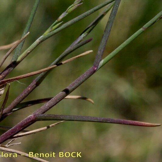 Poa glauca Fruto