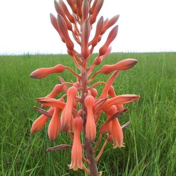 Aloe amudatensis Kvet