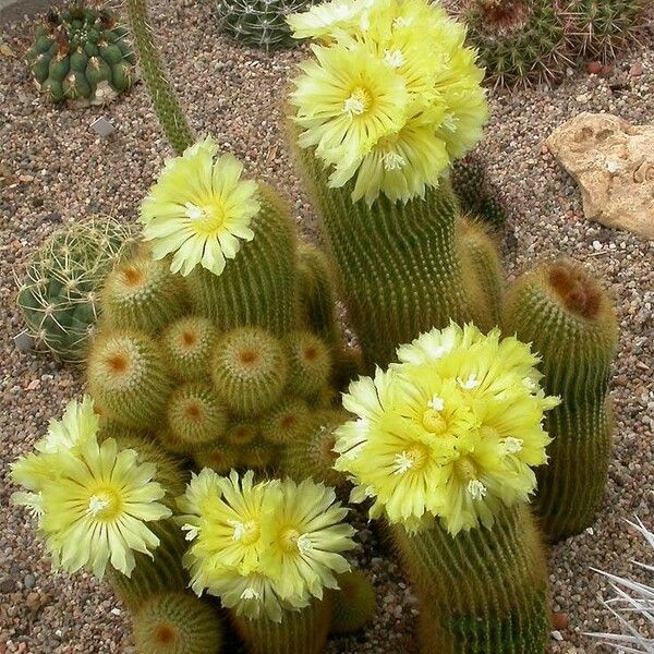 Parodia lenninghausii Habitatea