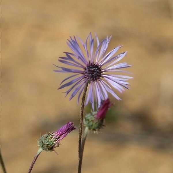 Volutaria lippii Flower