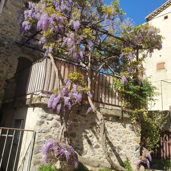 Wisteria sinensis Habitus