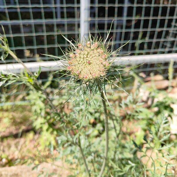 Ammi majus Квітка