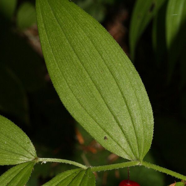 Streptopus lanceolatus Fruit