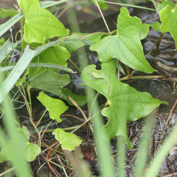 Dioscorea sylvatica Leaf