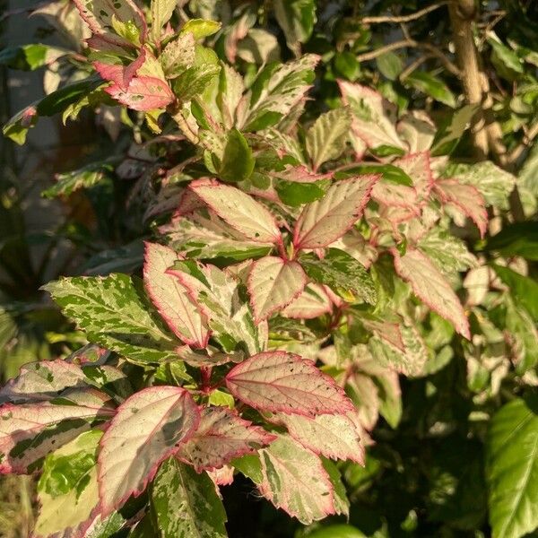 Acalypha wilkesiana Folla