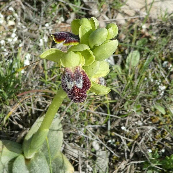 Ophrys fusca Écorce