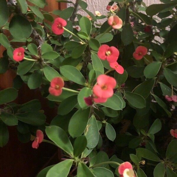 Euphorbia milii ᱵᱟᱦᱟ