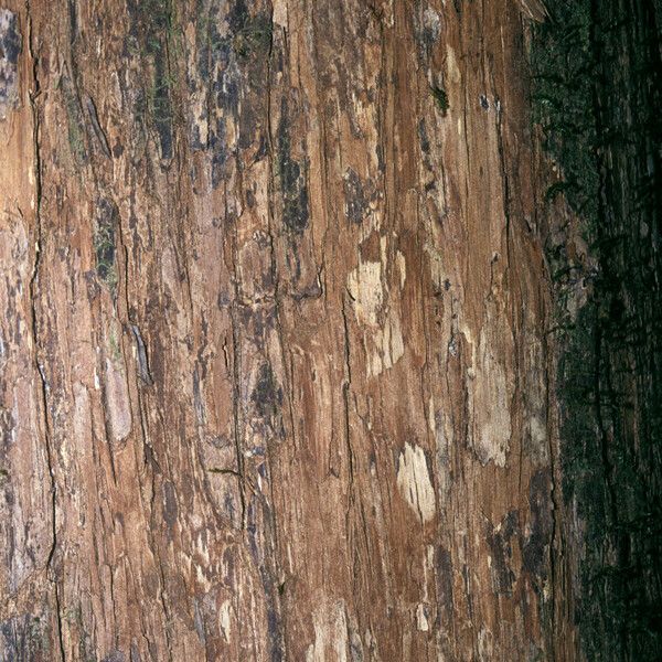 Mouriri crassifolia Bark