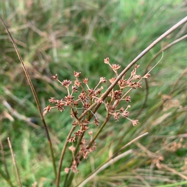 Juncus acutiflorus Meyve