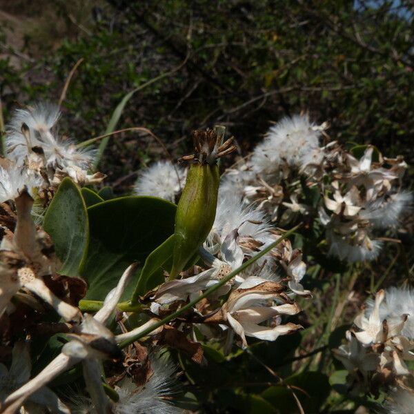 Lopholaena coriifolia Fleur