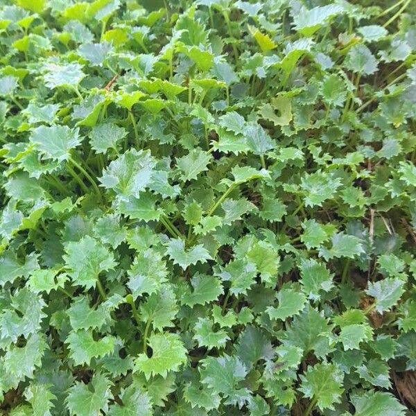 Campanula garganica Habitus