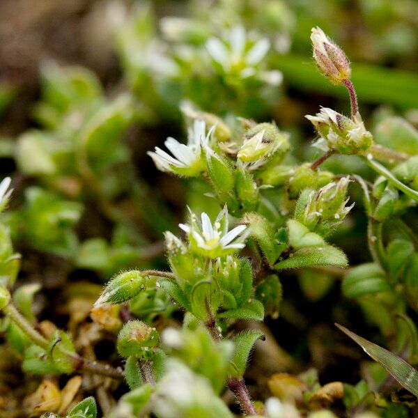 Cerastium semidecandrum পাতা