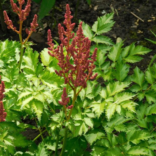 Astilbe rubra Blomma