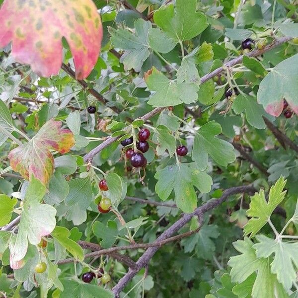 Ribes aureum 整株植物