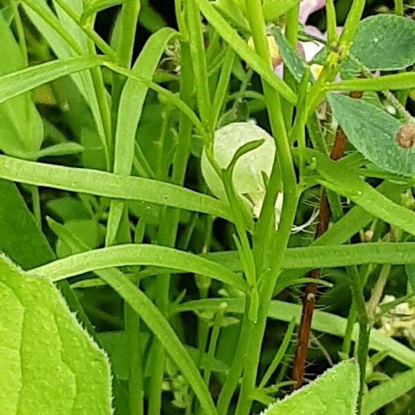 Linaria maroccana Blad