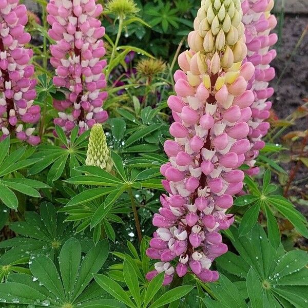 Lupinus polyphyllus Flor