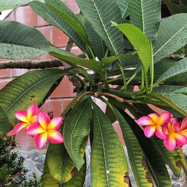 Plumeria rubra 花