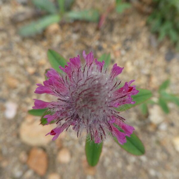 Trifolium rubens Květ