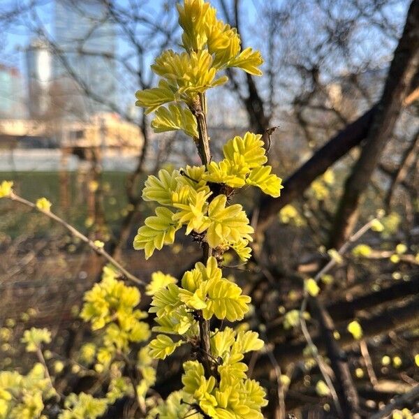 Caragana arborescens Leaf