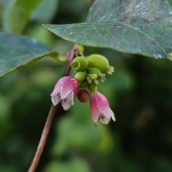 Symphoricarpos albus फूल