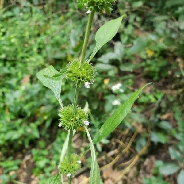 Chaiturus marrubiastrum Flower