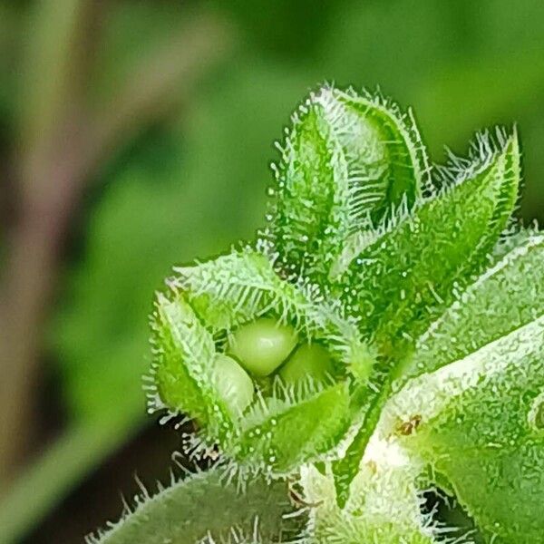 Salvia verbenaca Vrucht