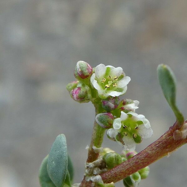 Corrigiola litoralis Flower