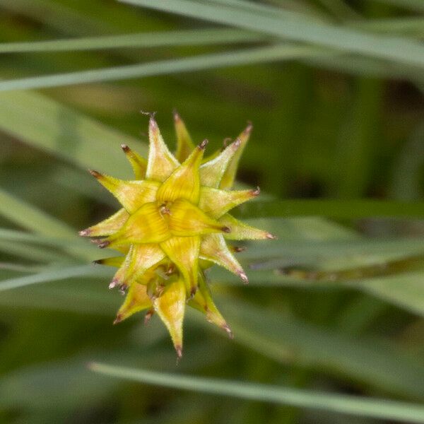Carex echinata 花