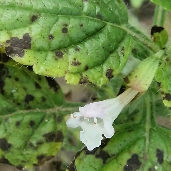 Melissa officinalis Flower