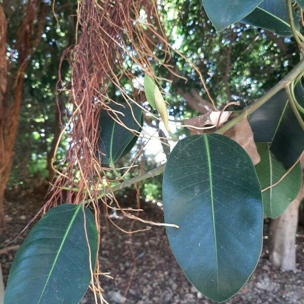 Ficus thonningii Folla