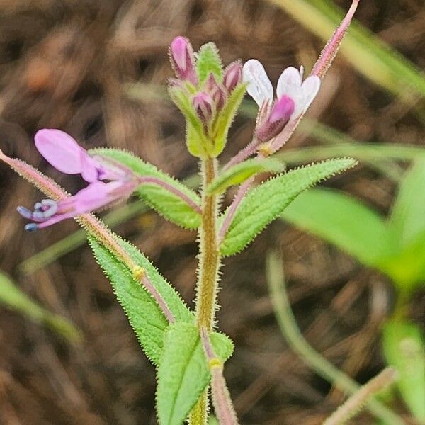 Cleome monophylla Flower