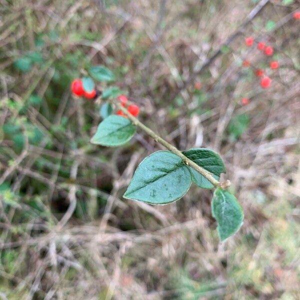 Cotoneaster simonsii Лист