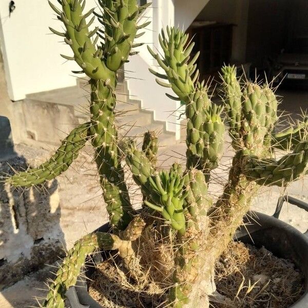 Austrocylindropuntia cylindrica Pokrój