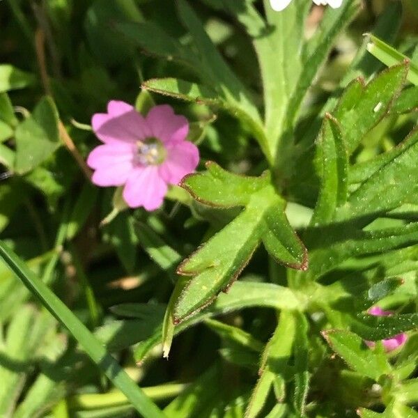 Geranium dissectum 花