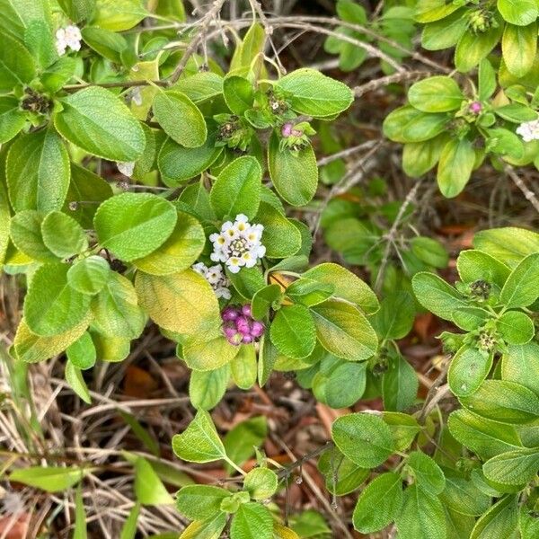 Lantana involucrata Kvet