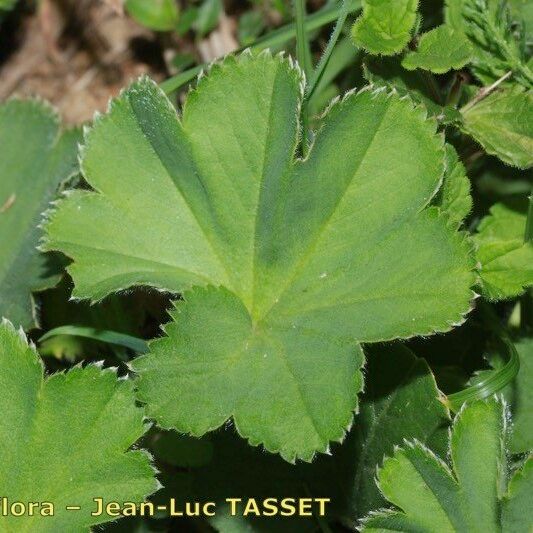 Alchemilla filicaulis ഇല