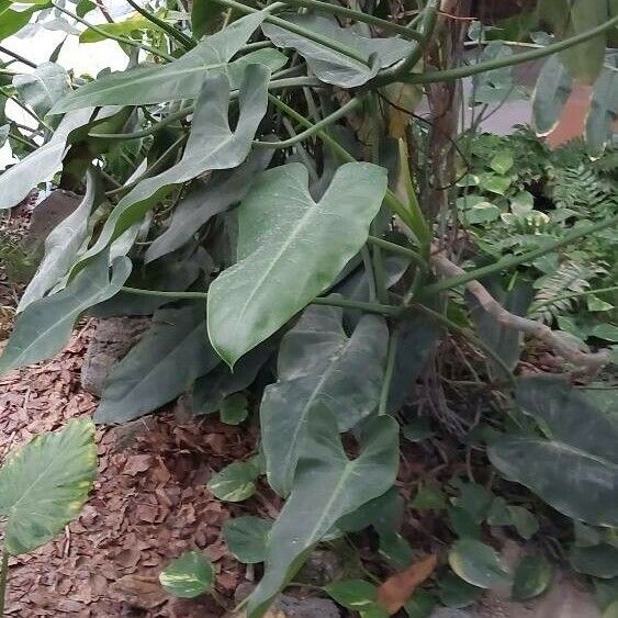 Philodendron rudgeanum Hoja