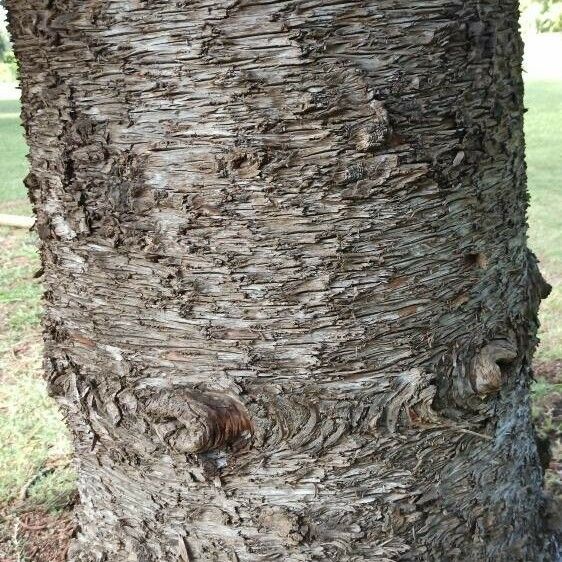 Araucaria cunninghamii Schors