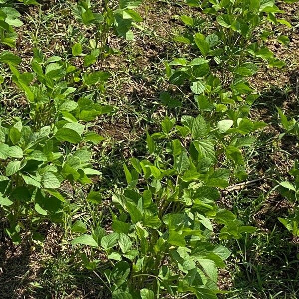 Phaseolus vulgaris Φύλλο