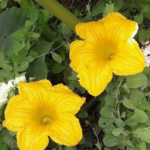 Cucurbita maxima Fiore