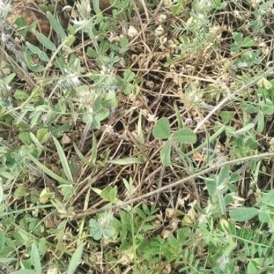 Trifolium striatum Habit